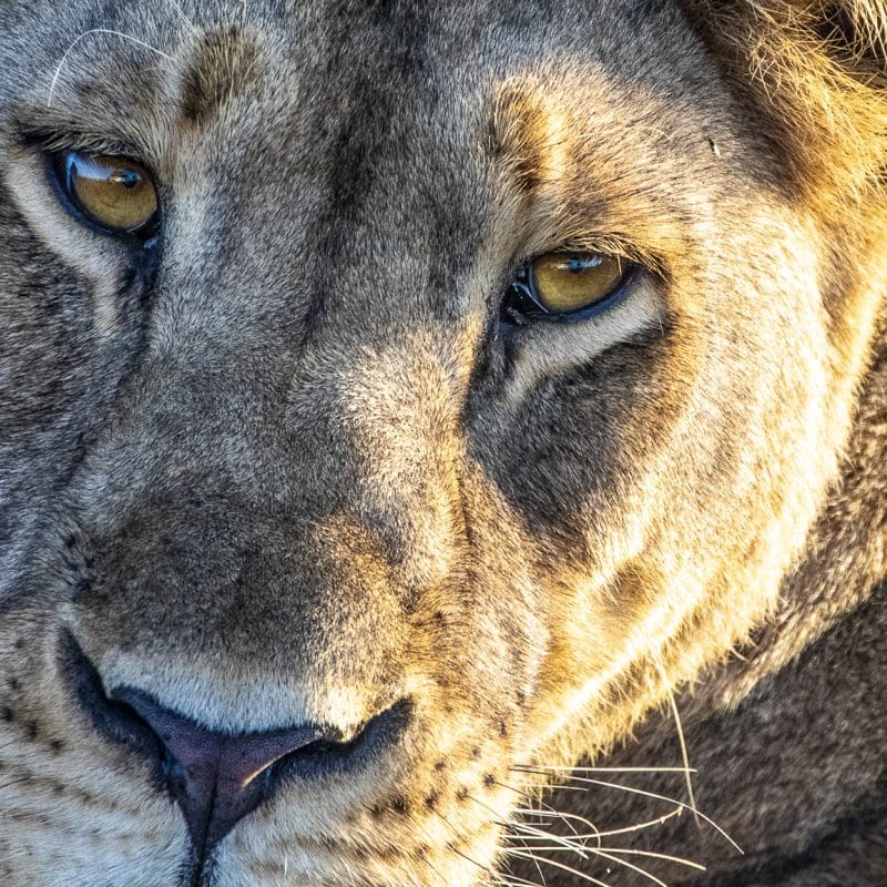 eine löwin die direkt in die kamera schaut