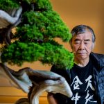Bonsai Master Hatsuji Kato Portrait inn einem japanischem Zimmer hinter einem Bonsai